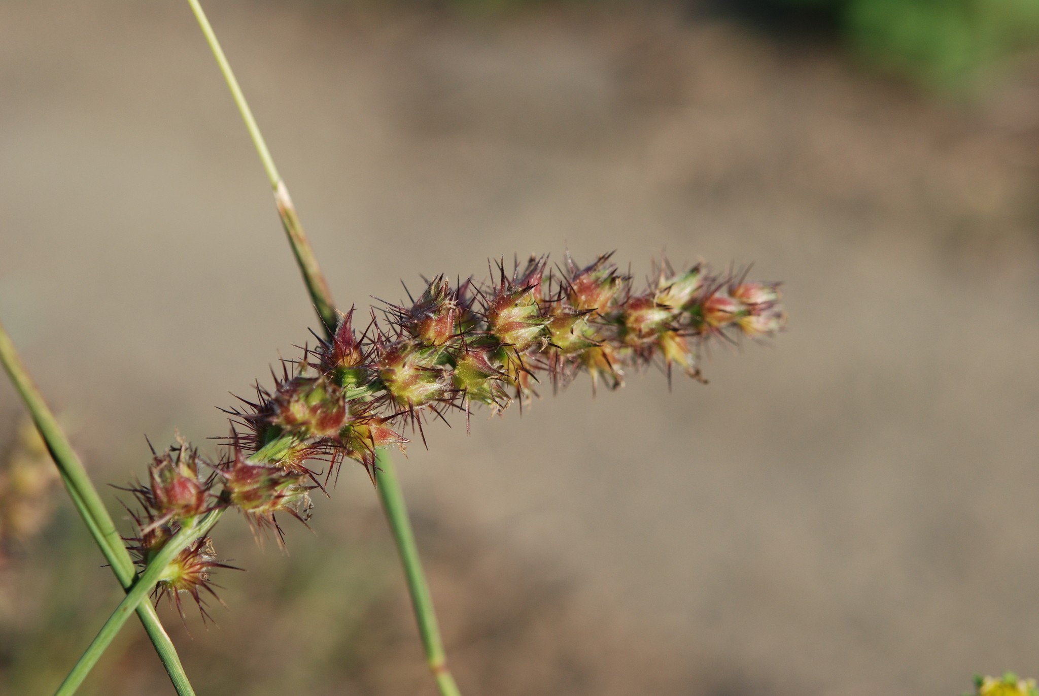 Cenchrus echinatus