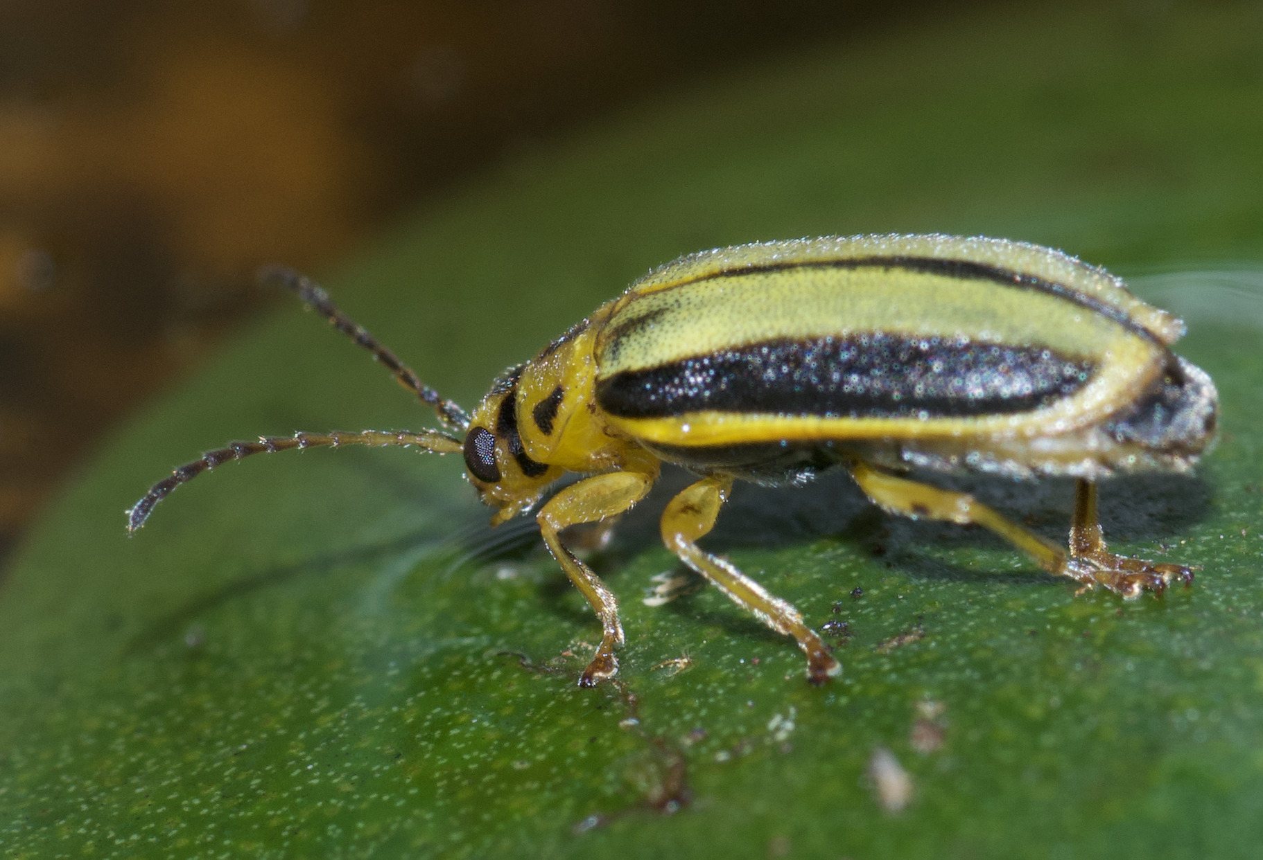 Galerucella
