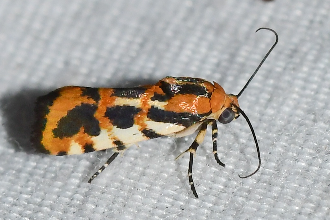 Spragueia