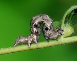 Spragueia
