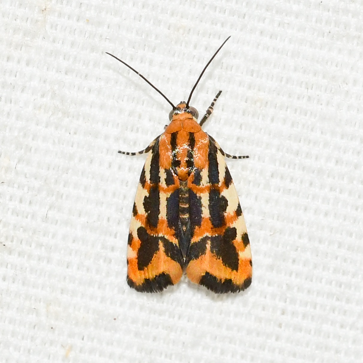 Spragueia
