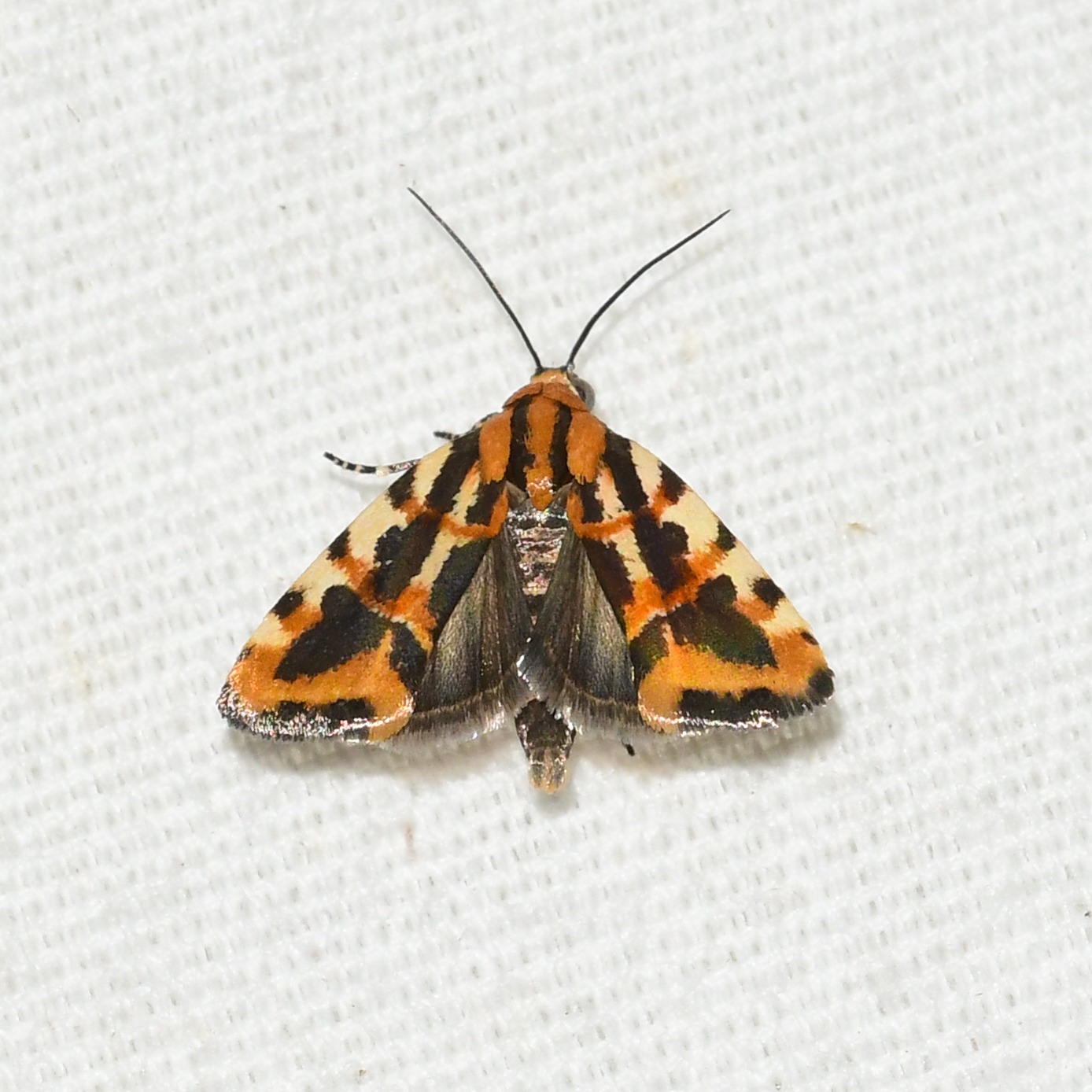 Spragueia