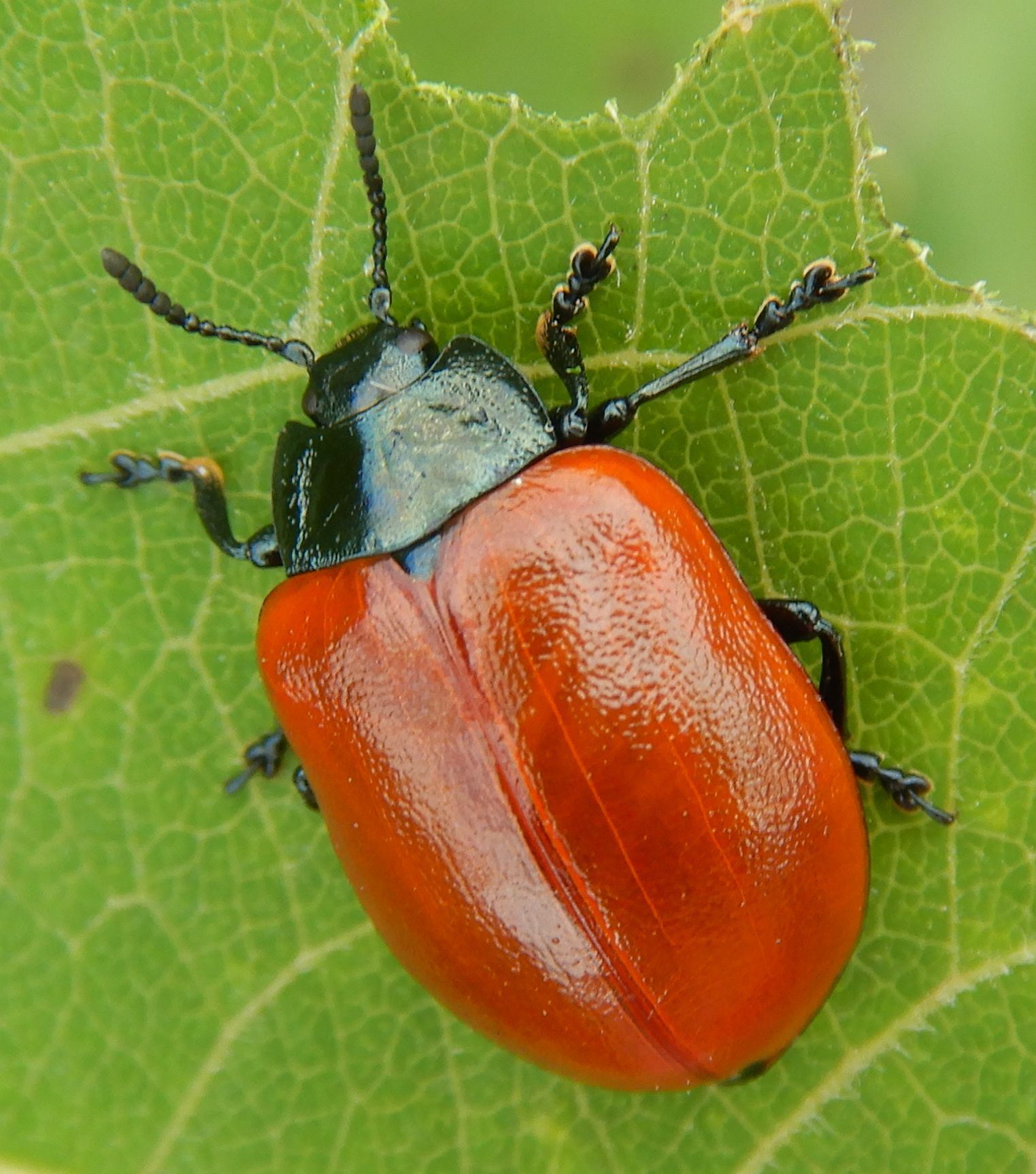 Chrysomela populi