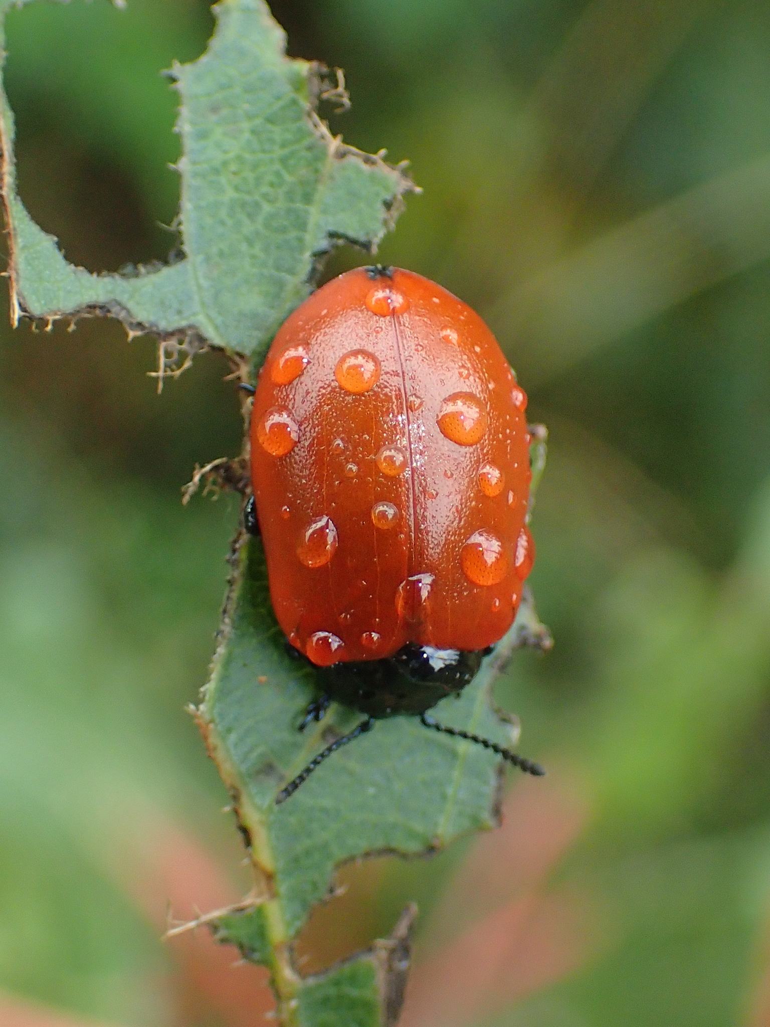 Chrysomela populi