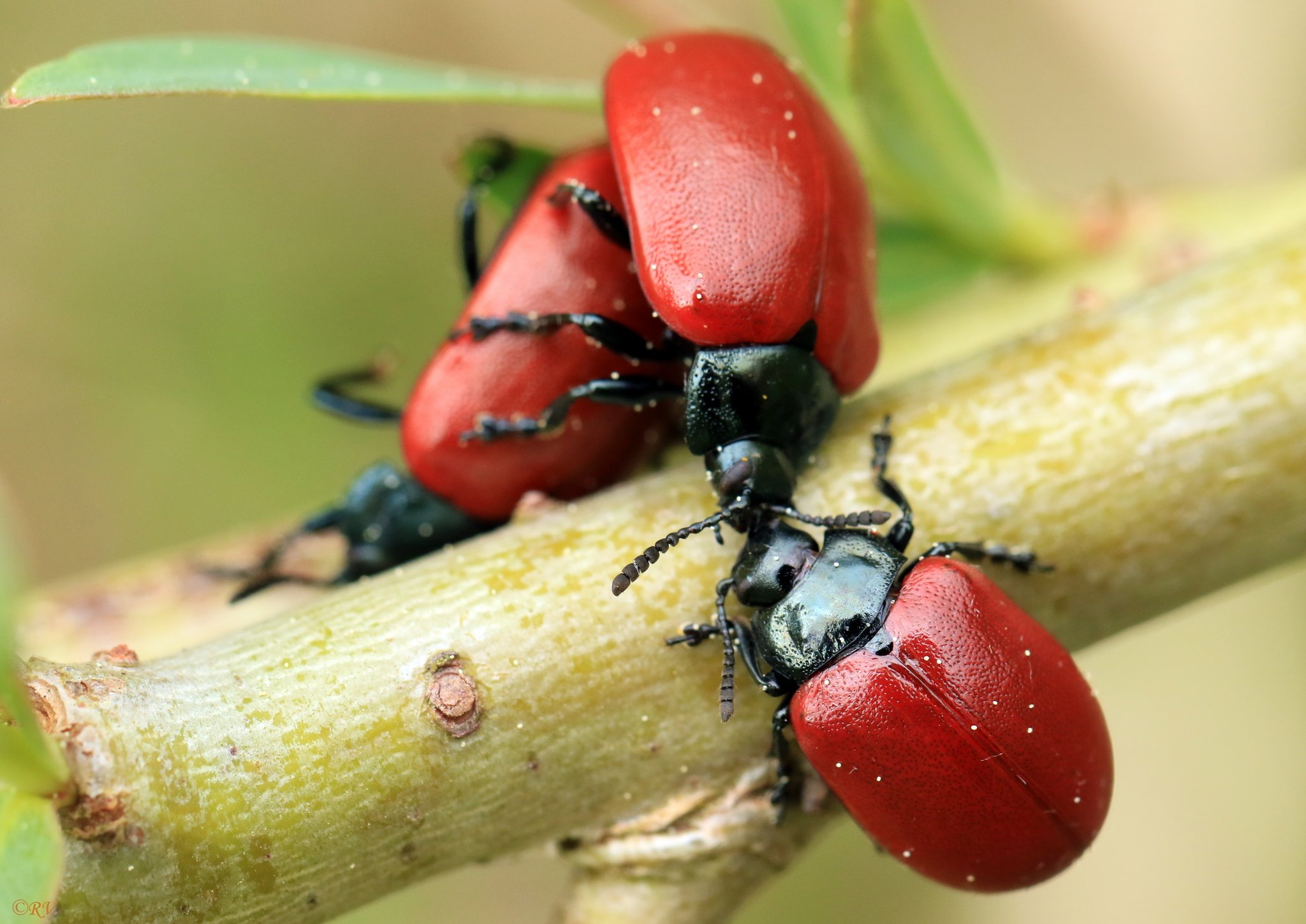 Chrysomela populi