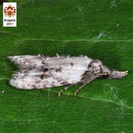 Carposina scirrhosella