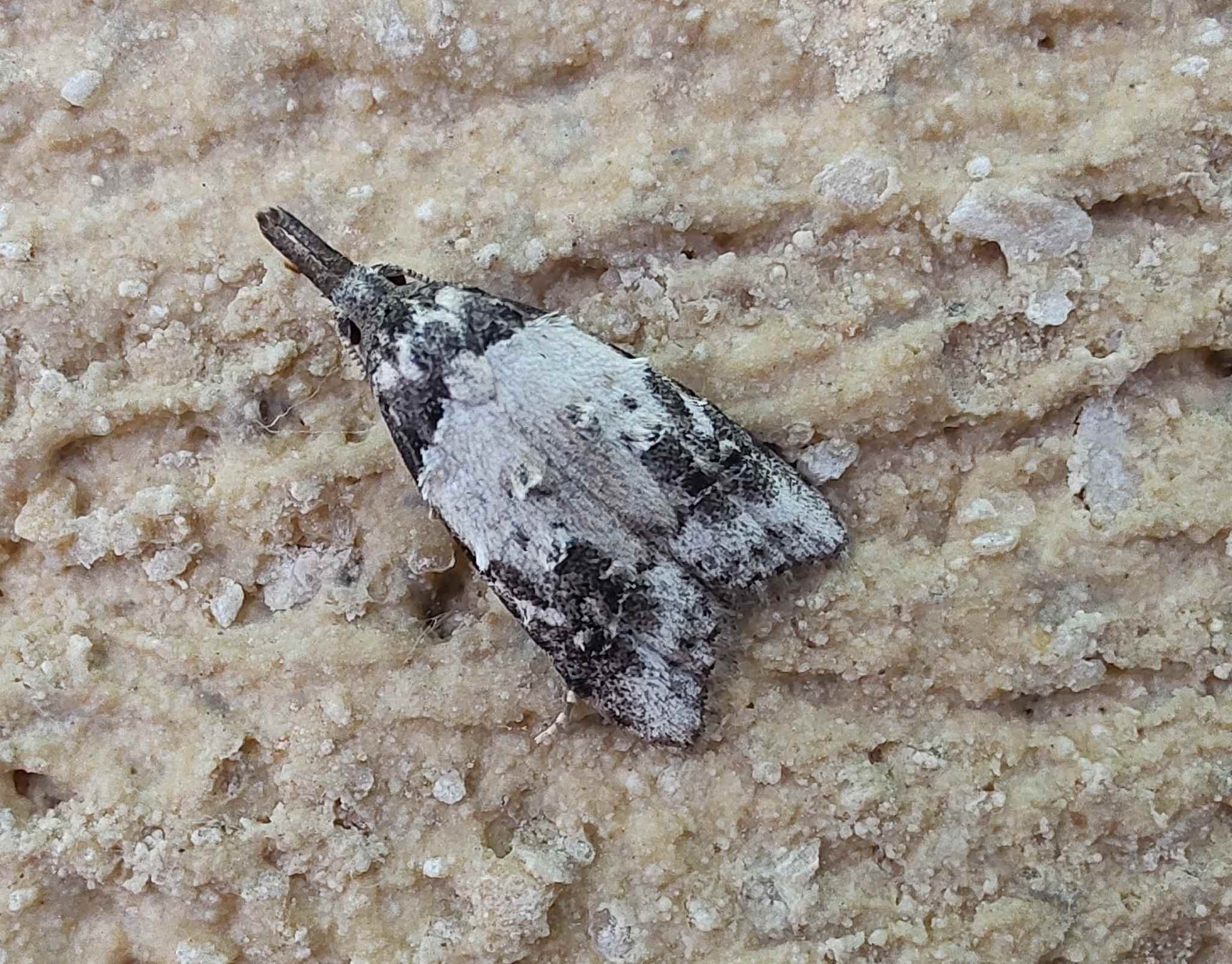 Carposina scirrhosella