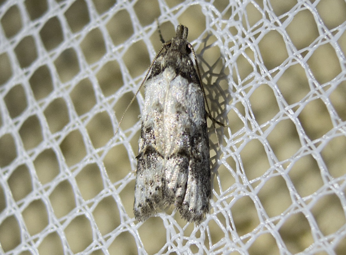 Carposina scirrhosella