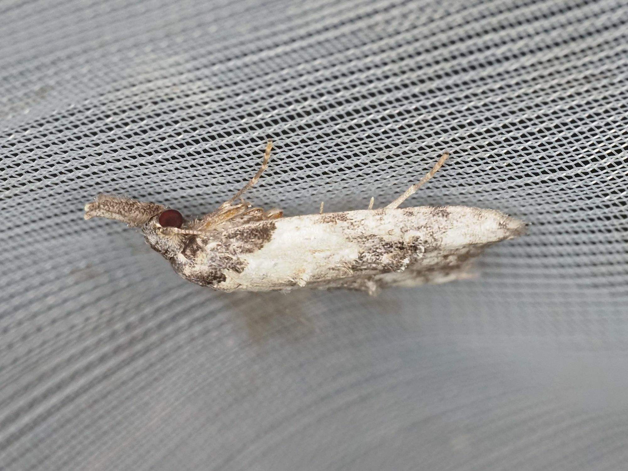 Carposina scirrhosella