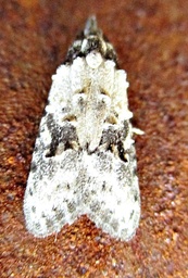 Carposina scirrhosella