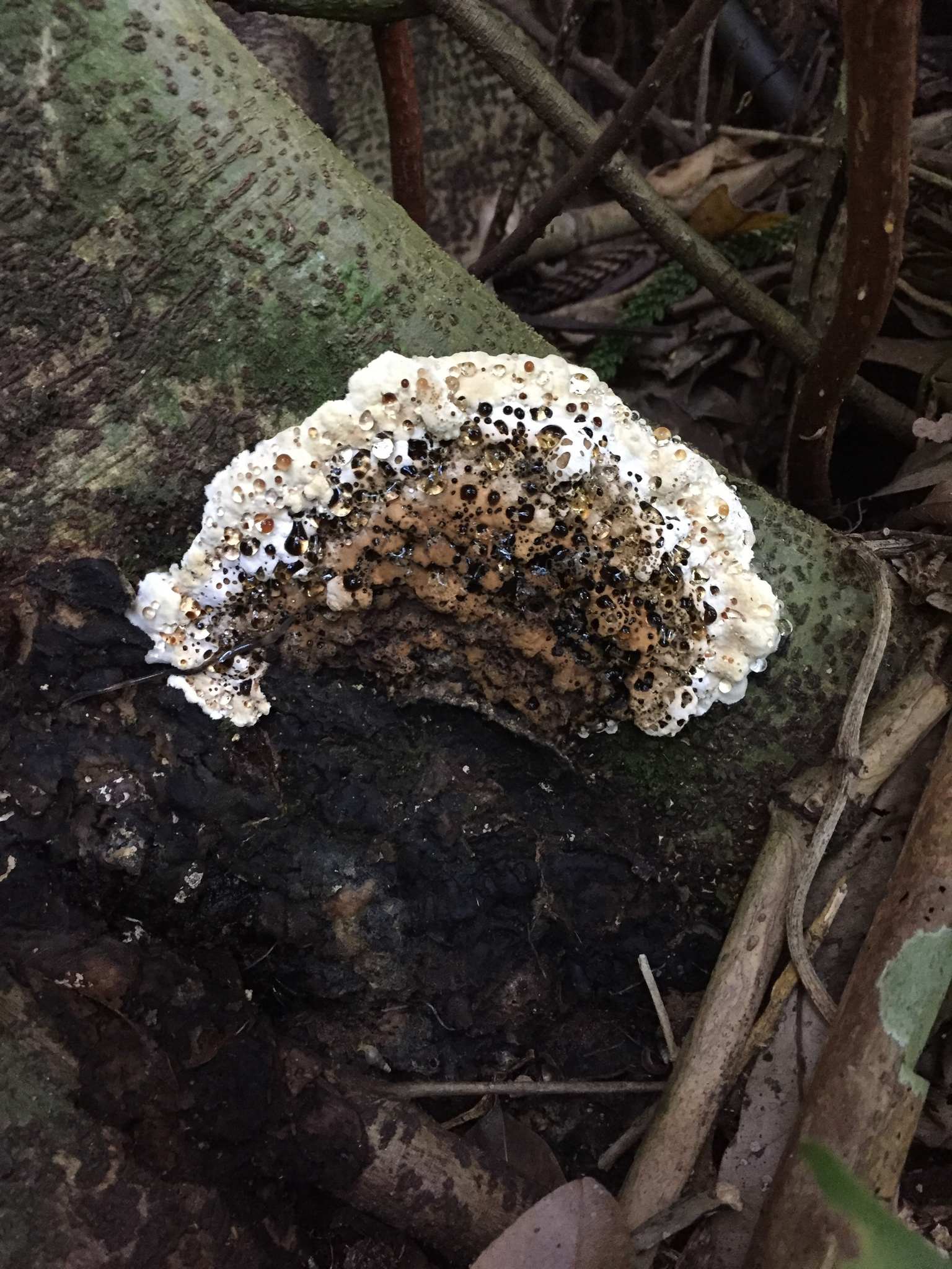 Pyrrhoderma noxium
