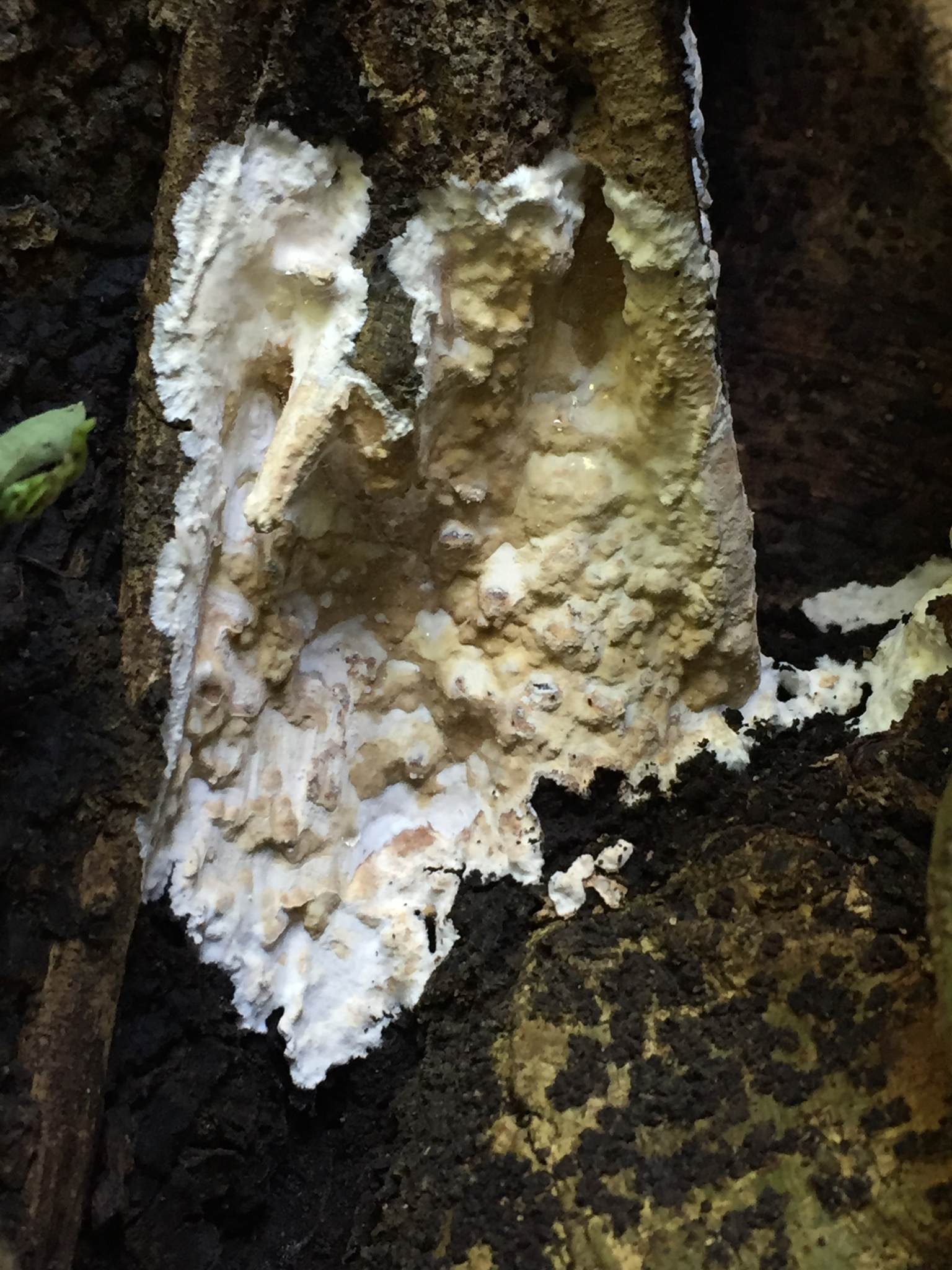 Pyrrhoderma noxium