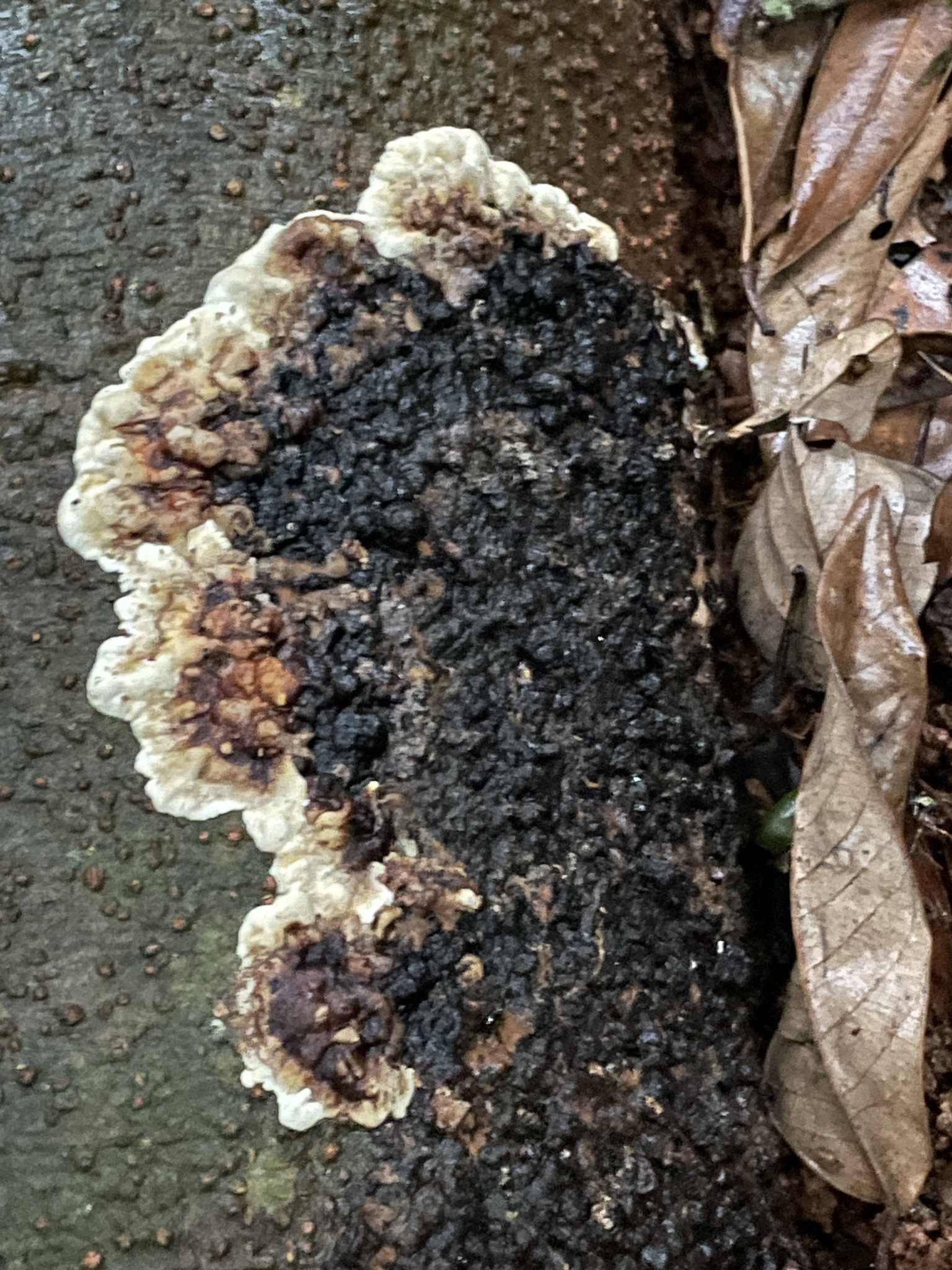 Pyrrhoderma noxium