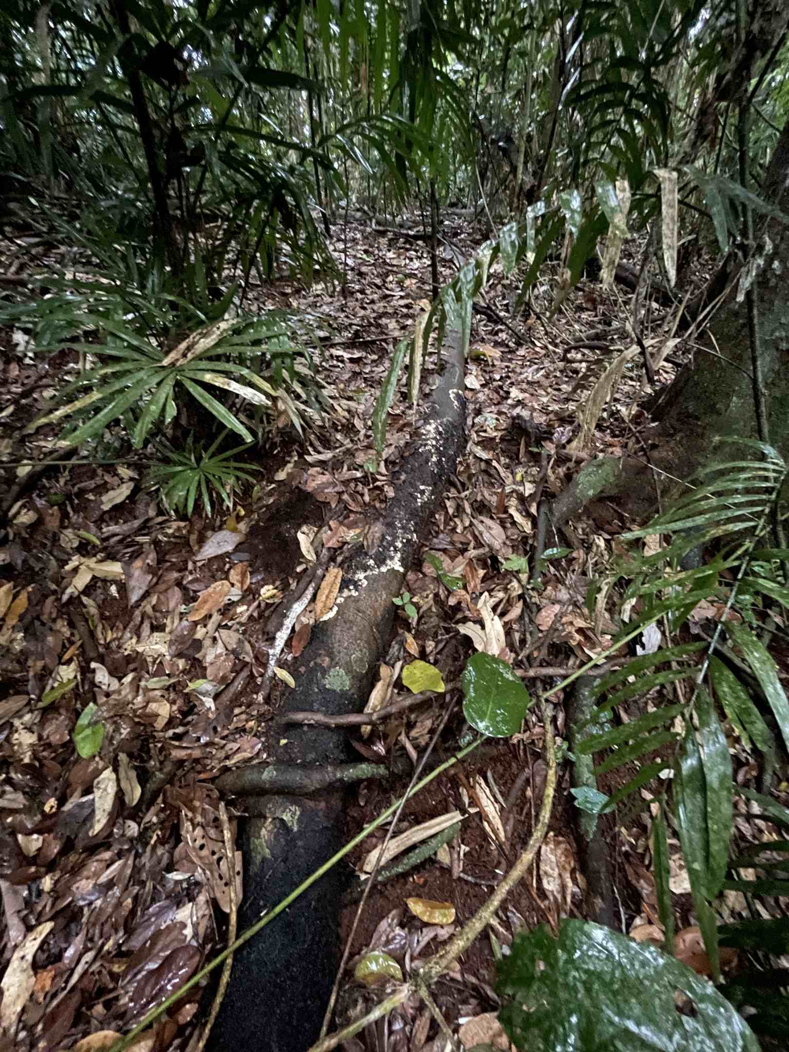 Pyrrhoderma noxium
