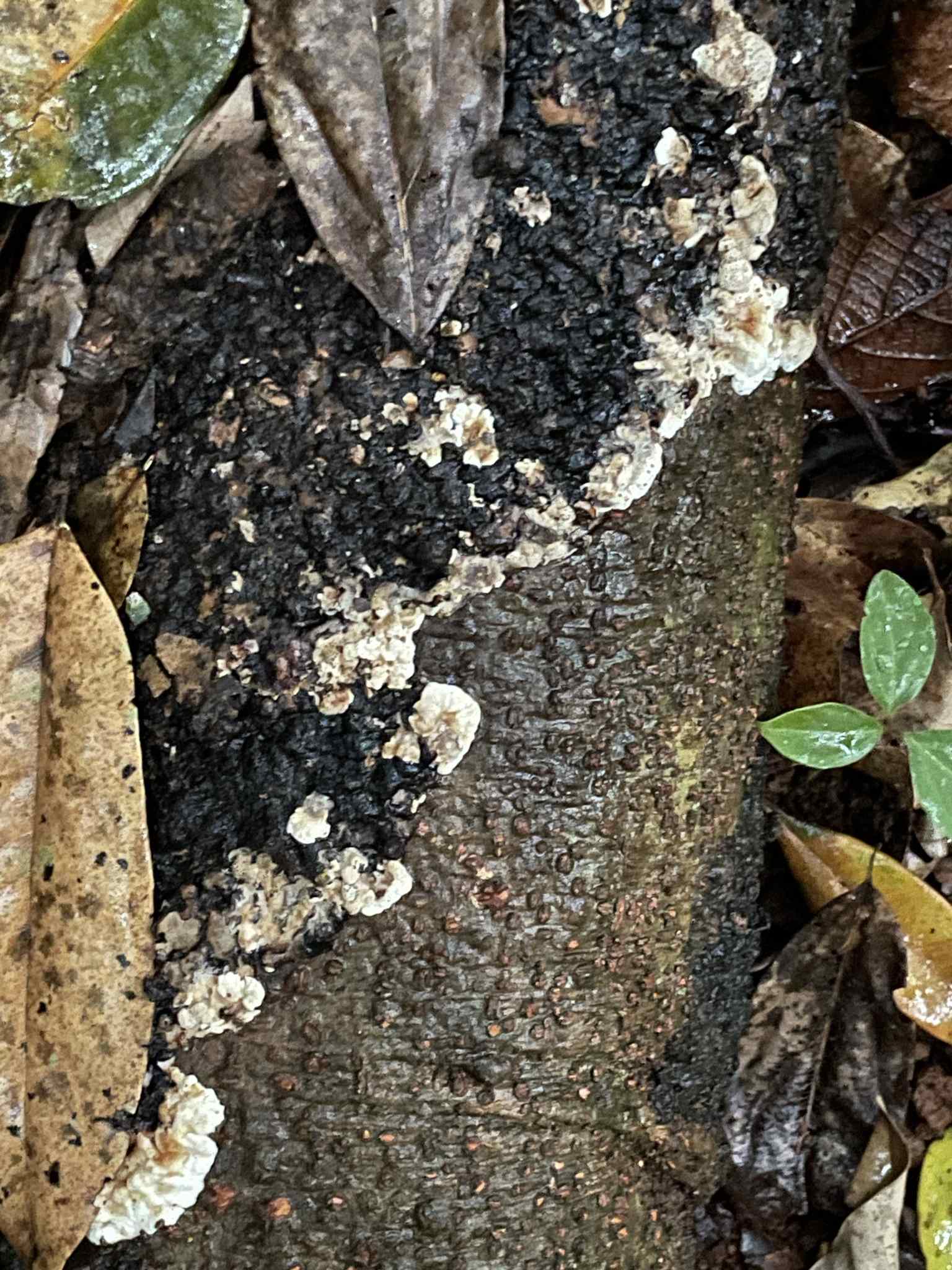 Pyrrhoderma noxium