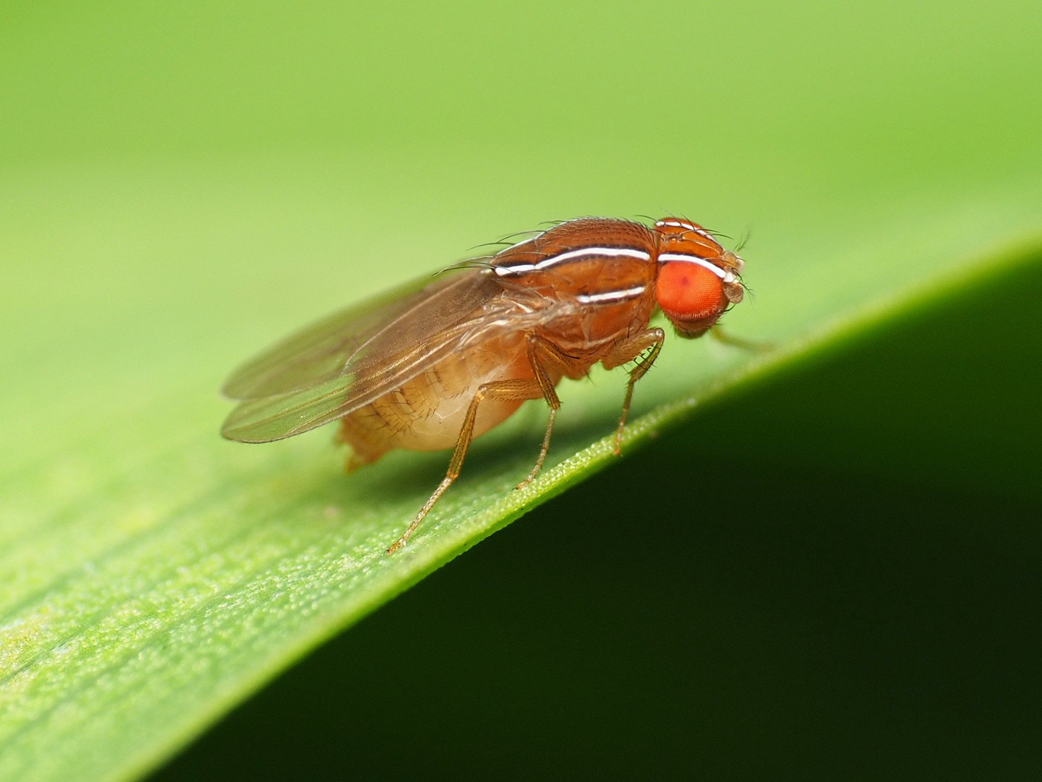 Zaprionus indianus