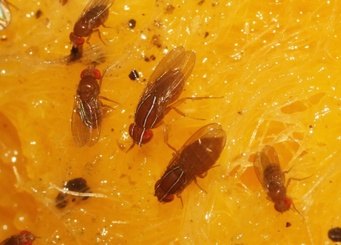 Zaprionus indianus