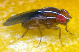 Zaprionus indianus