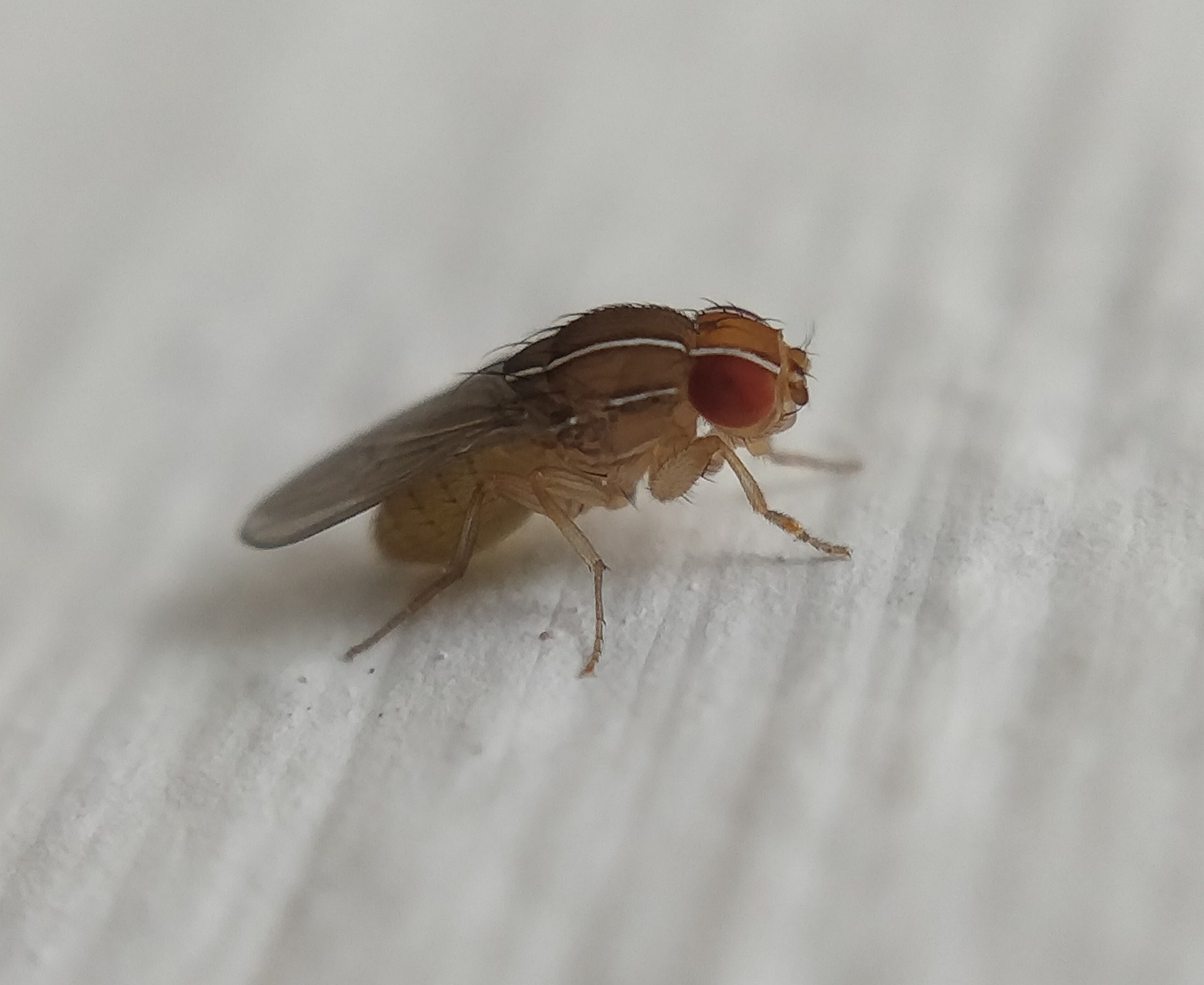 Zaprionus indianus
