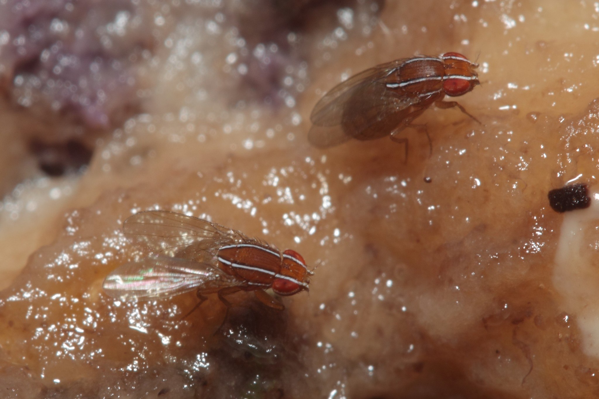Zaprionus indianus