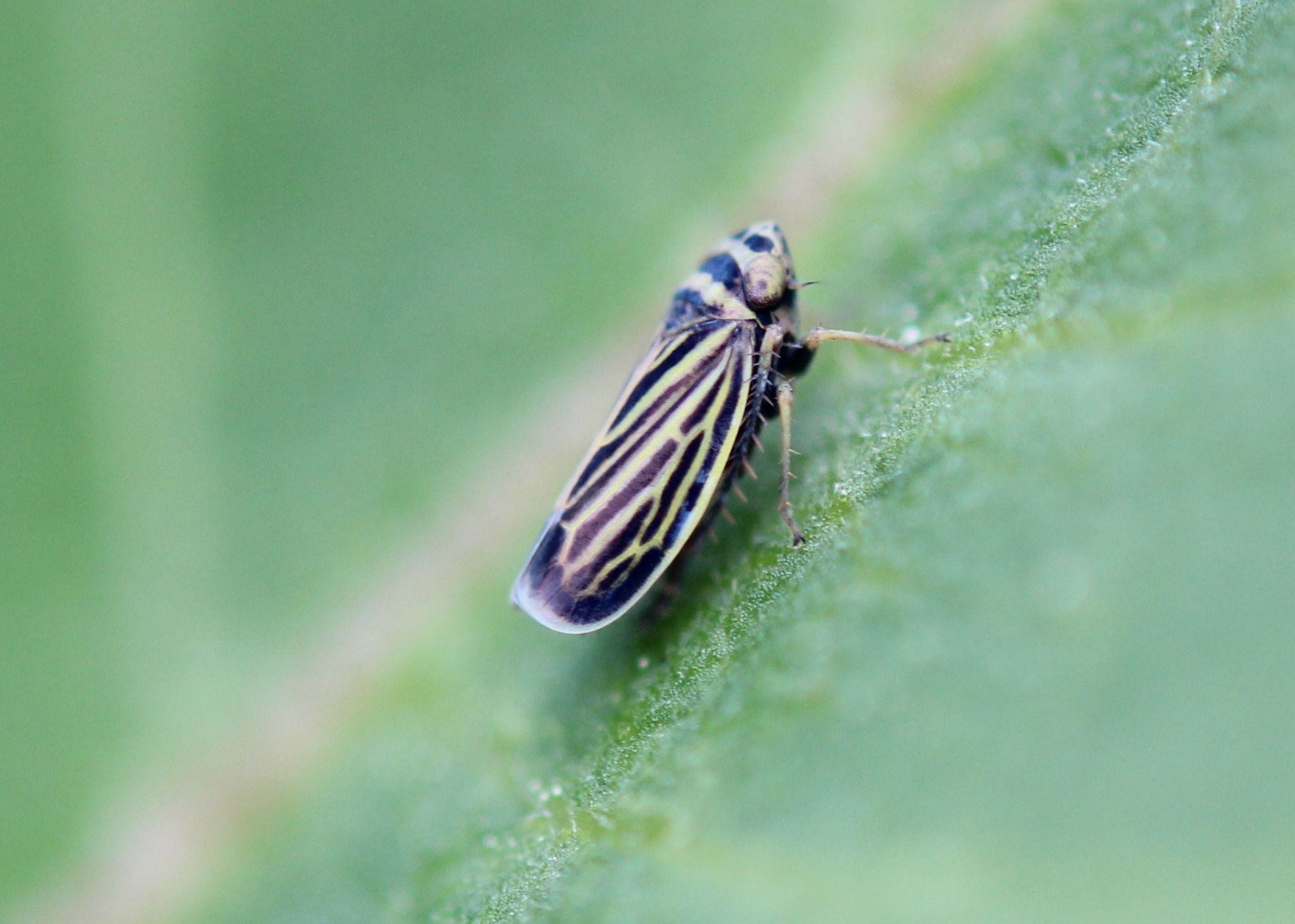 Amblysellus