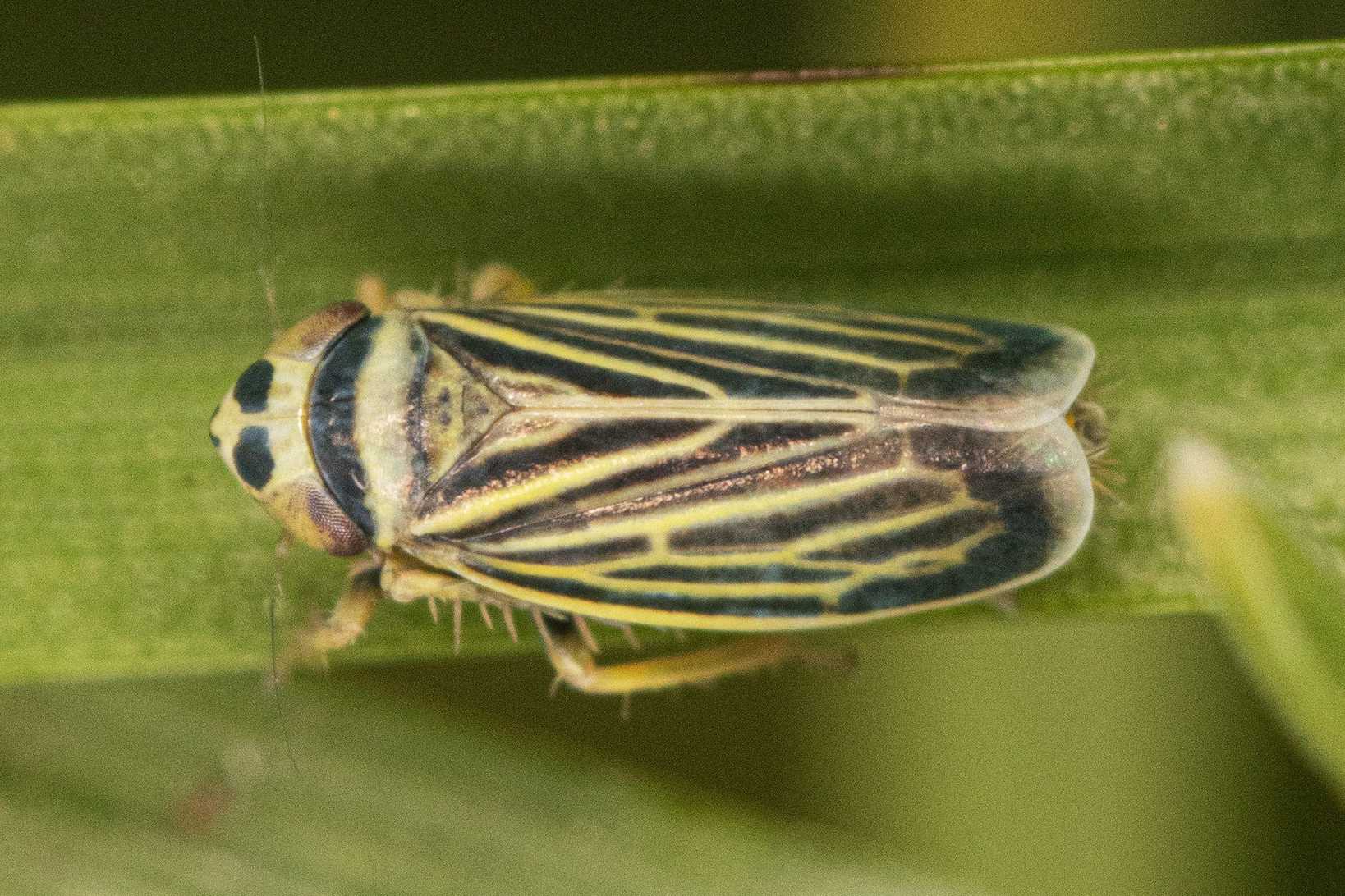 Amblysellus
