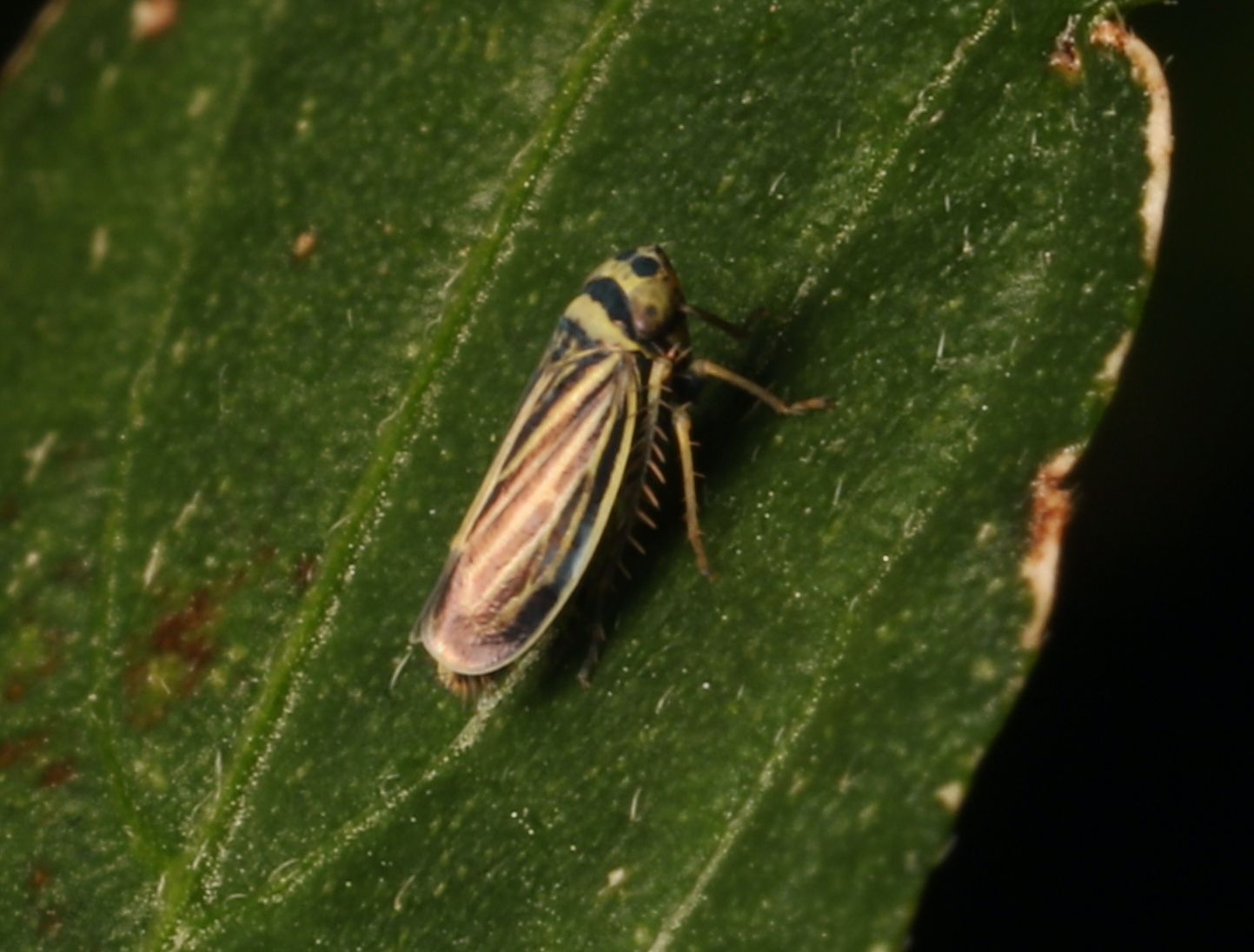 Amblysellus