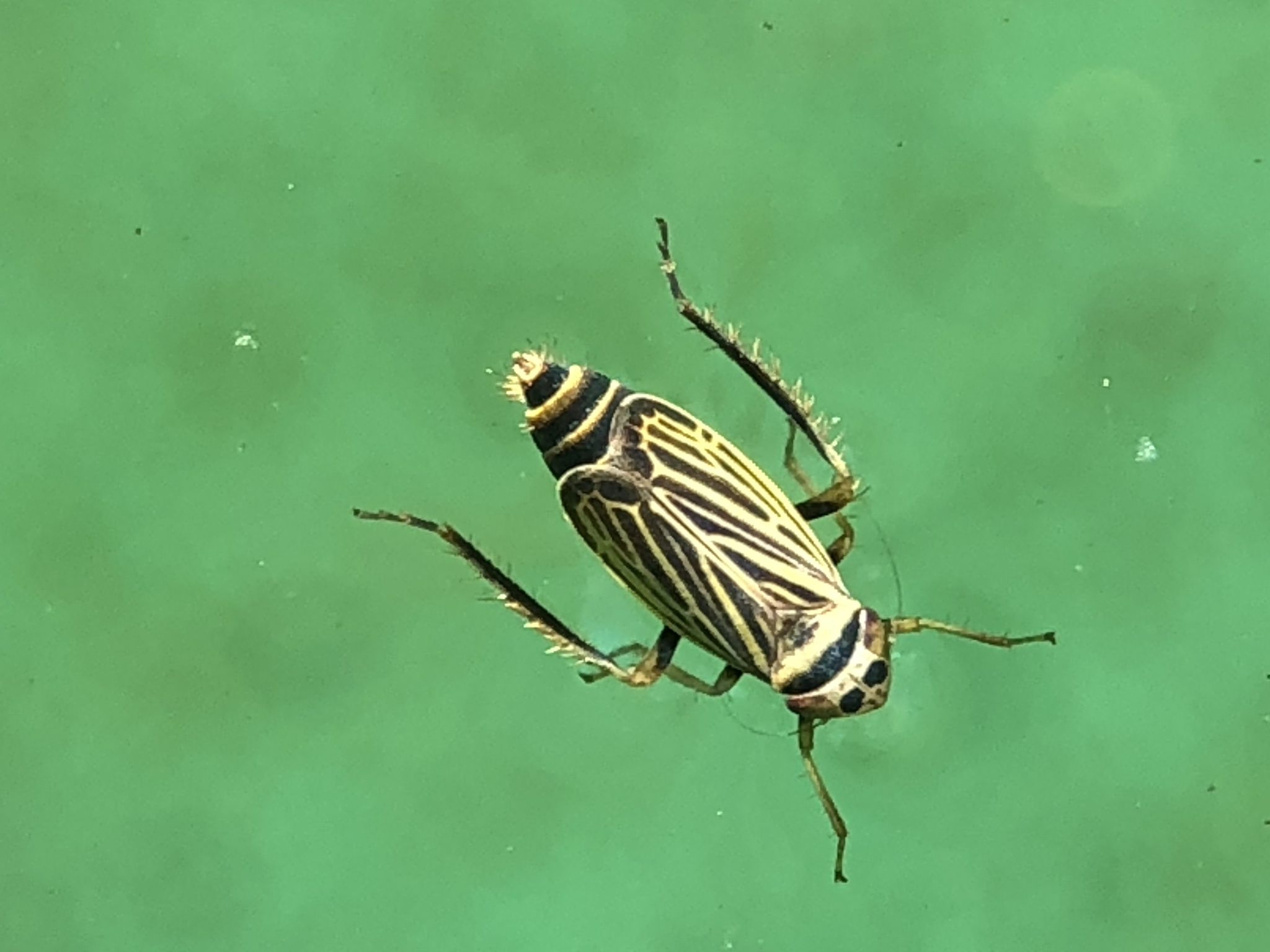 Amblysellus
