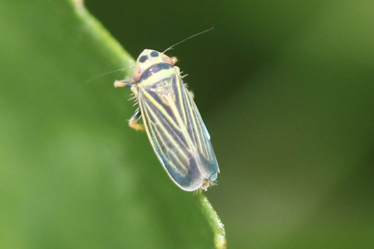 Amblysellus