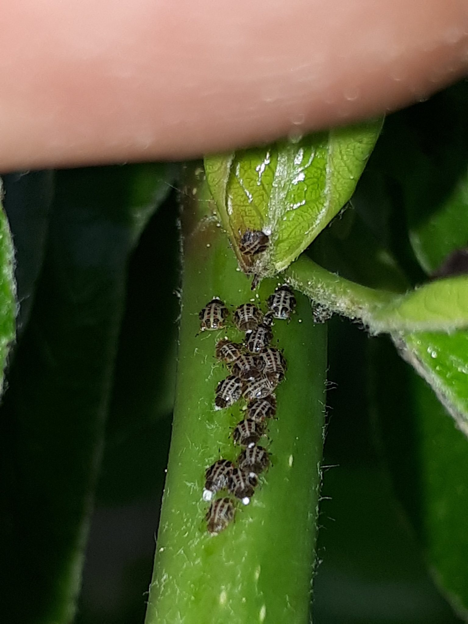Cacopsylla pyrisuga