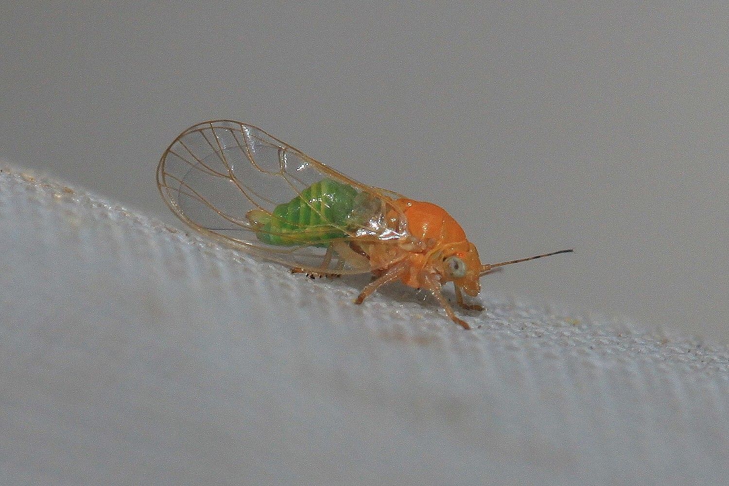 Cacopsylla pyrisuga