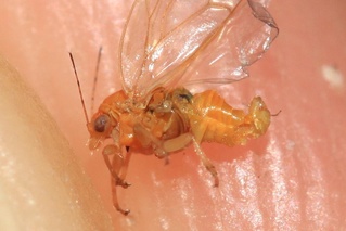 Cacopsylla pyrisuga