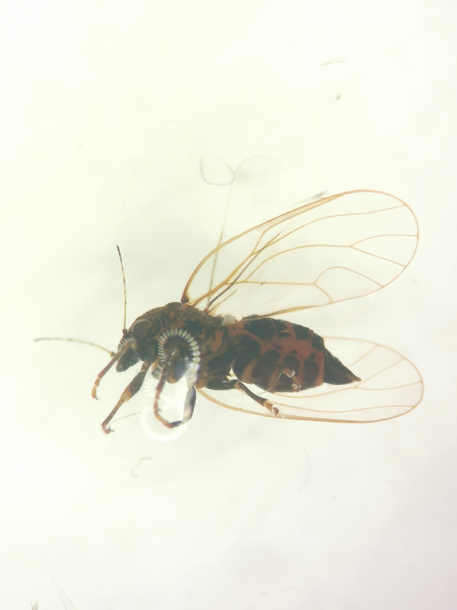 Cacopsylla pyrisuga