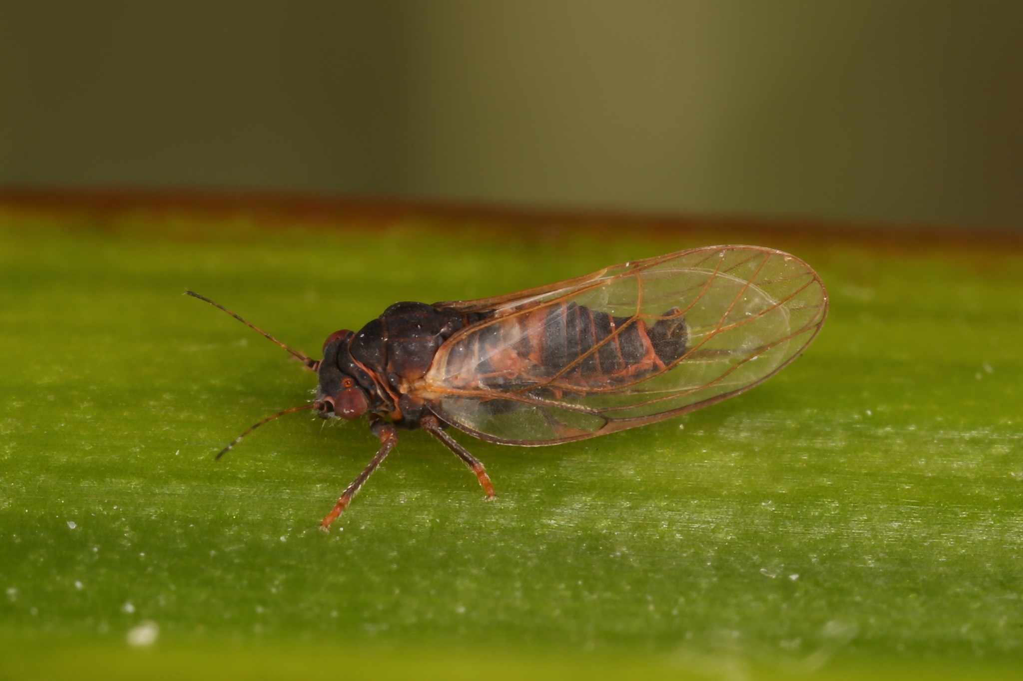 Cacopsylla pyrisuga