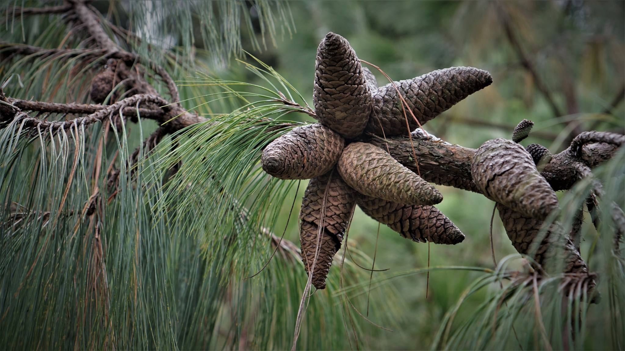 Pinus patula