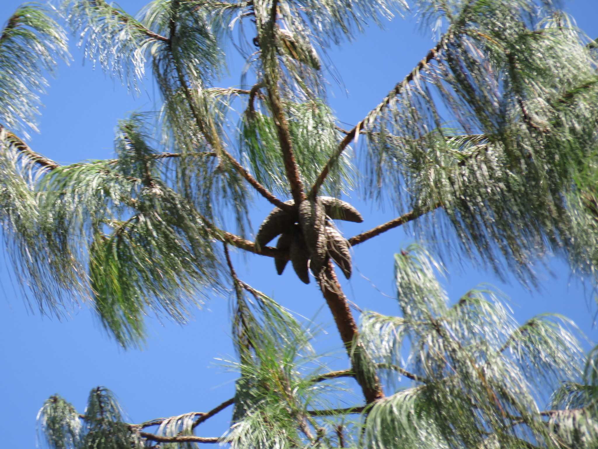 Pinus patula