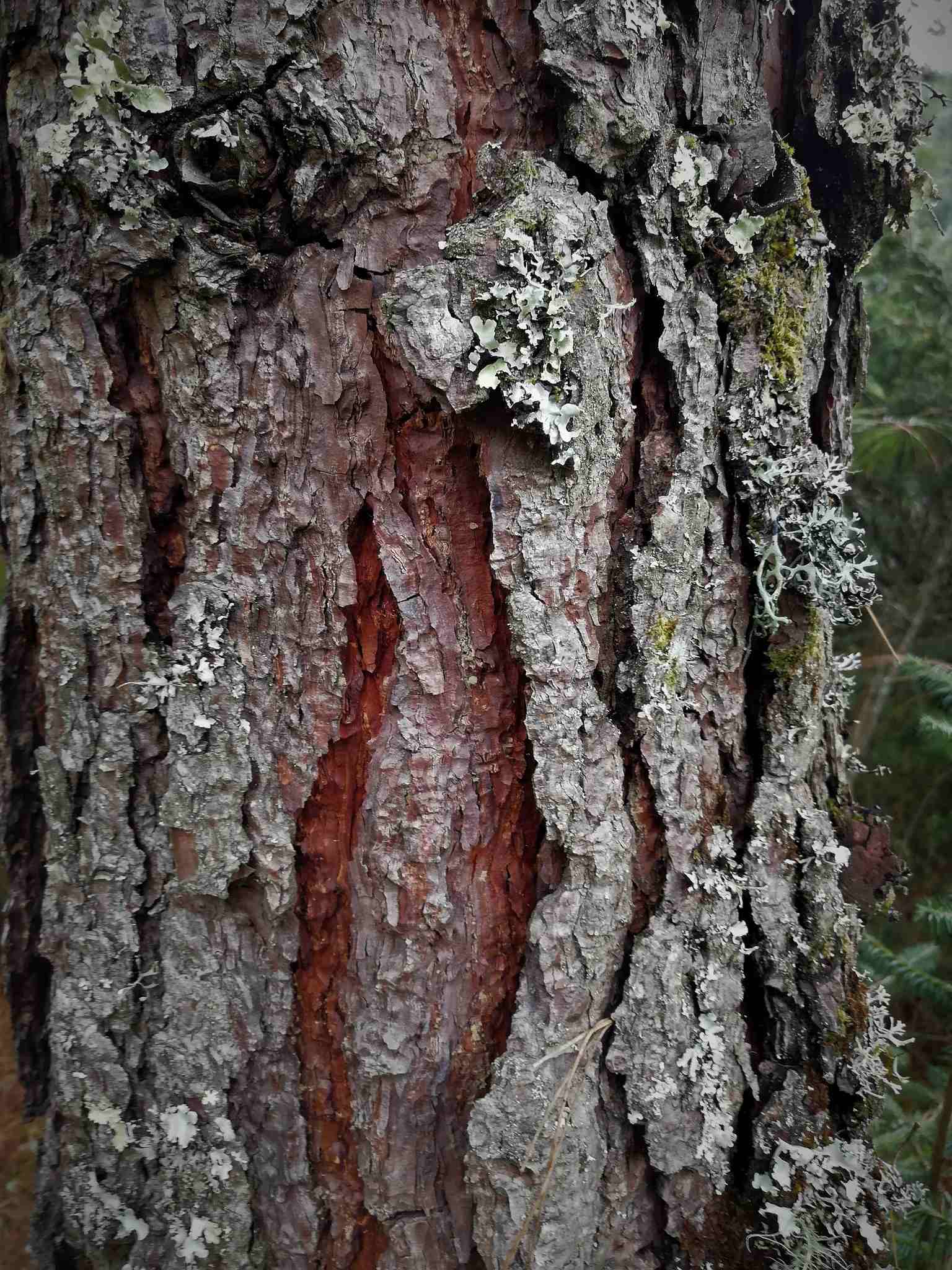 Pinus patula