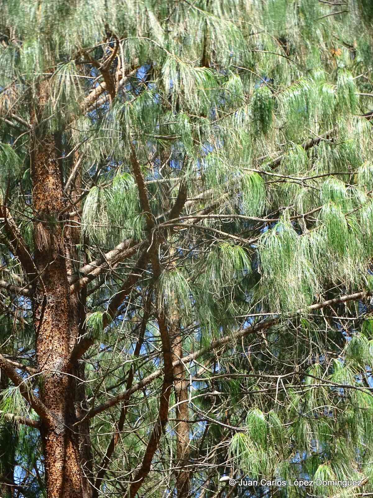 Pinus patula
