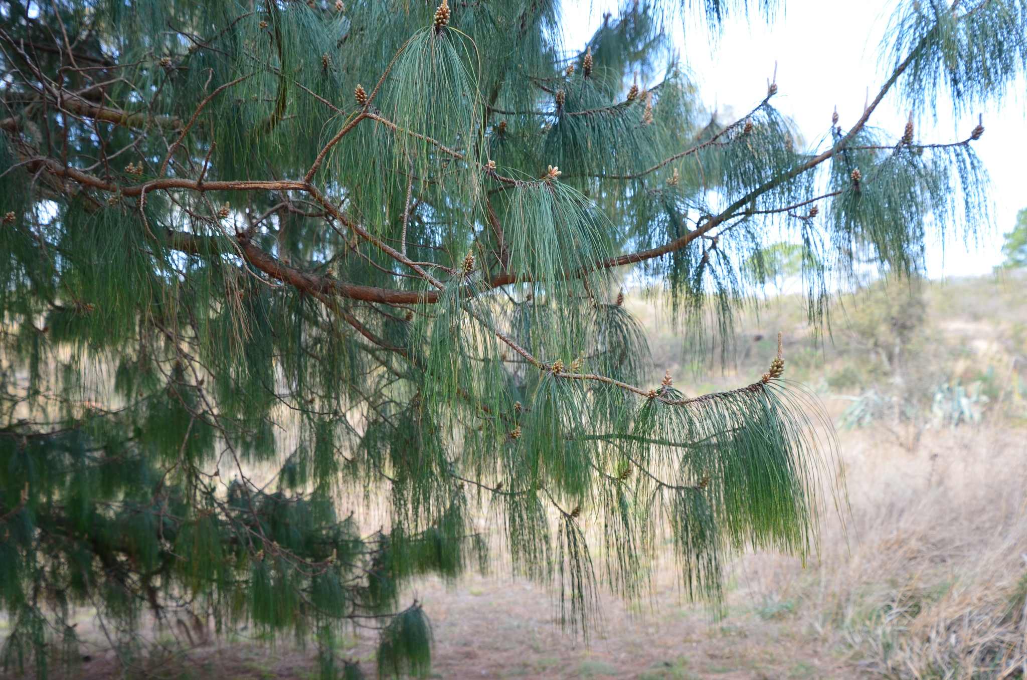 Pinus patula
