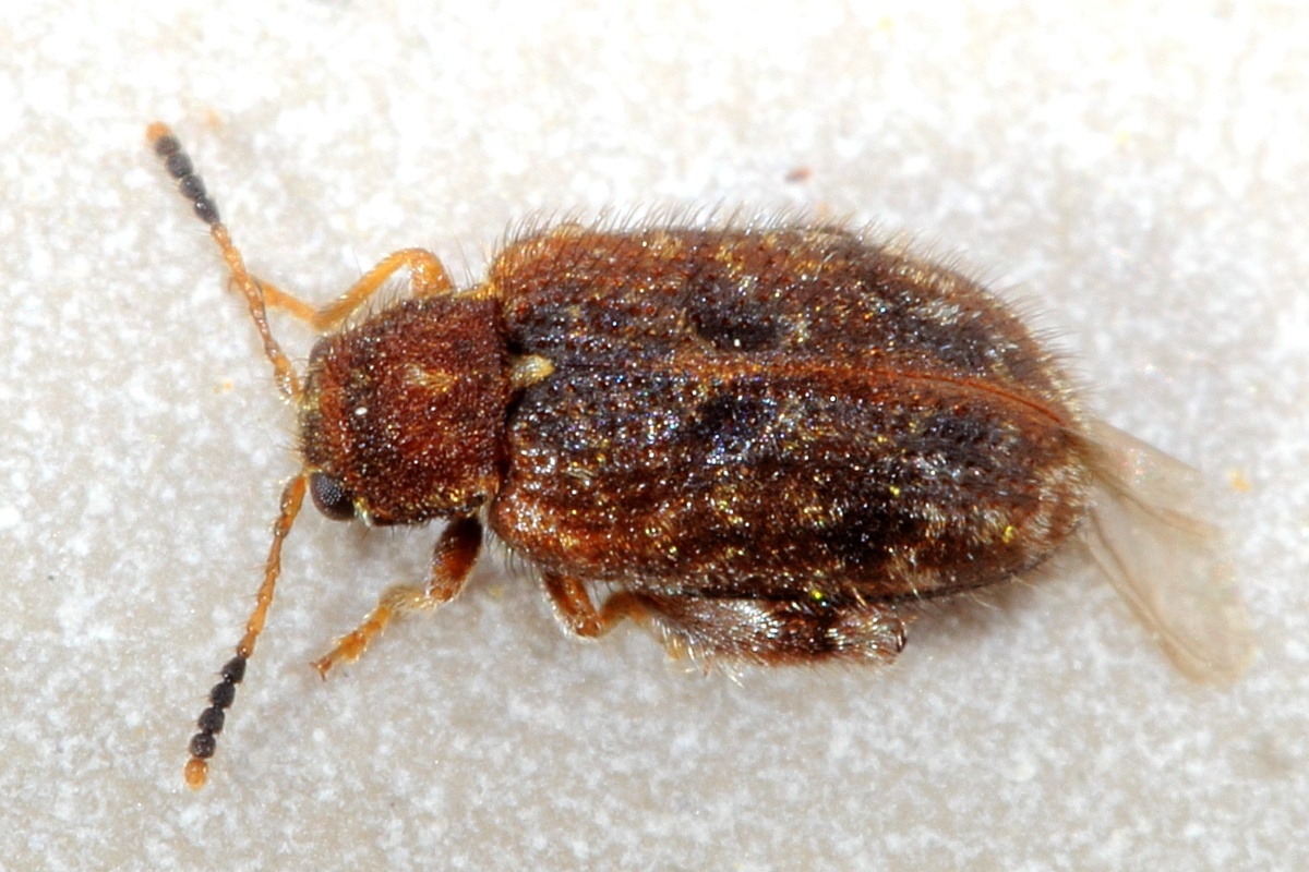 Distigmoptera
