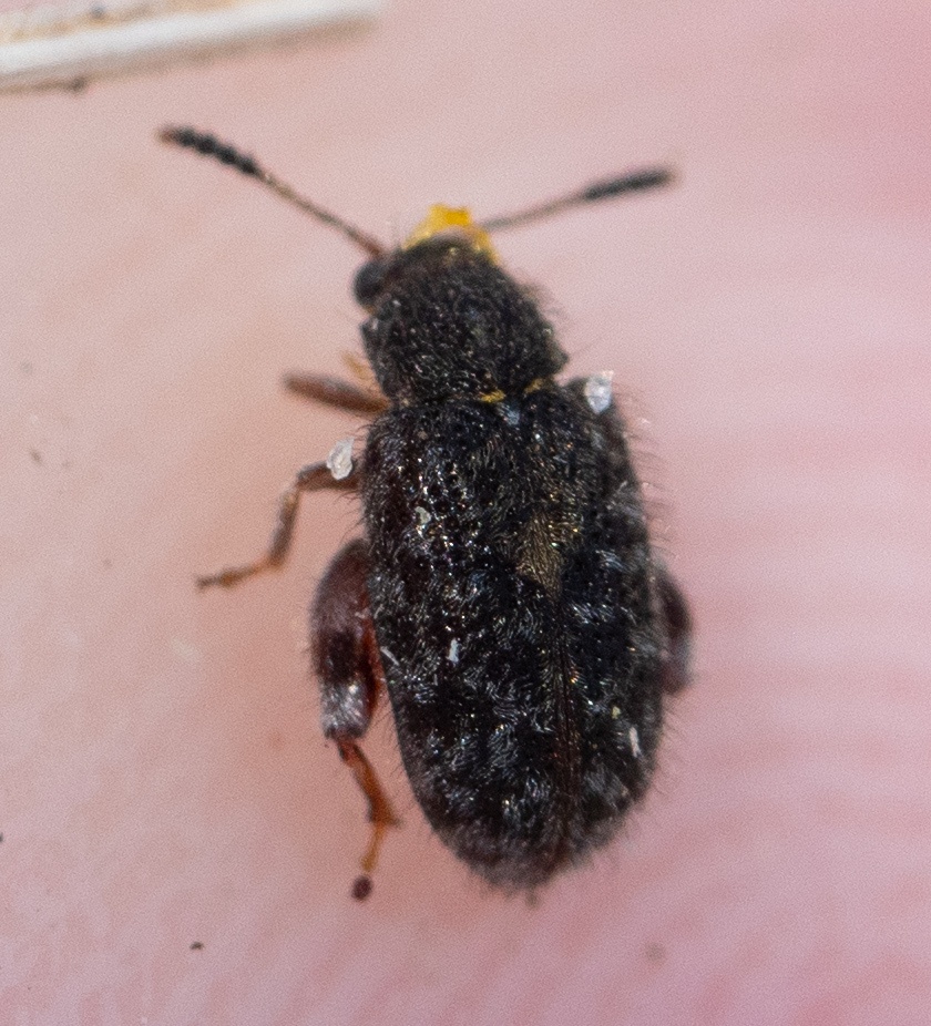 Distigmoptera