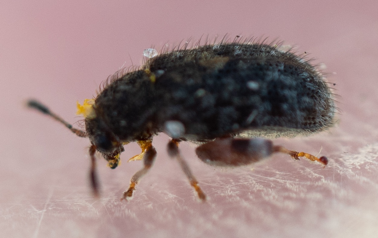 Distigmoptera
