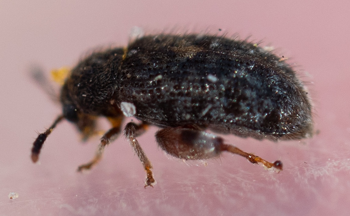 Distigmoptera