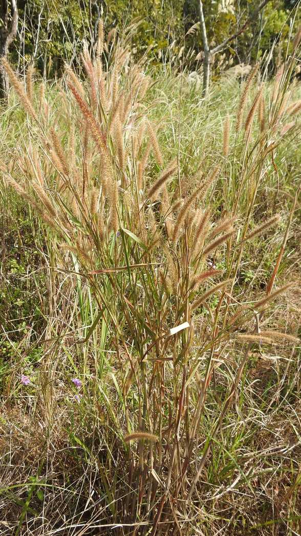 Cenchrus polystachios