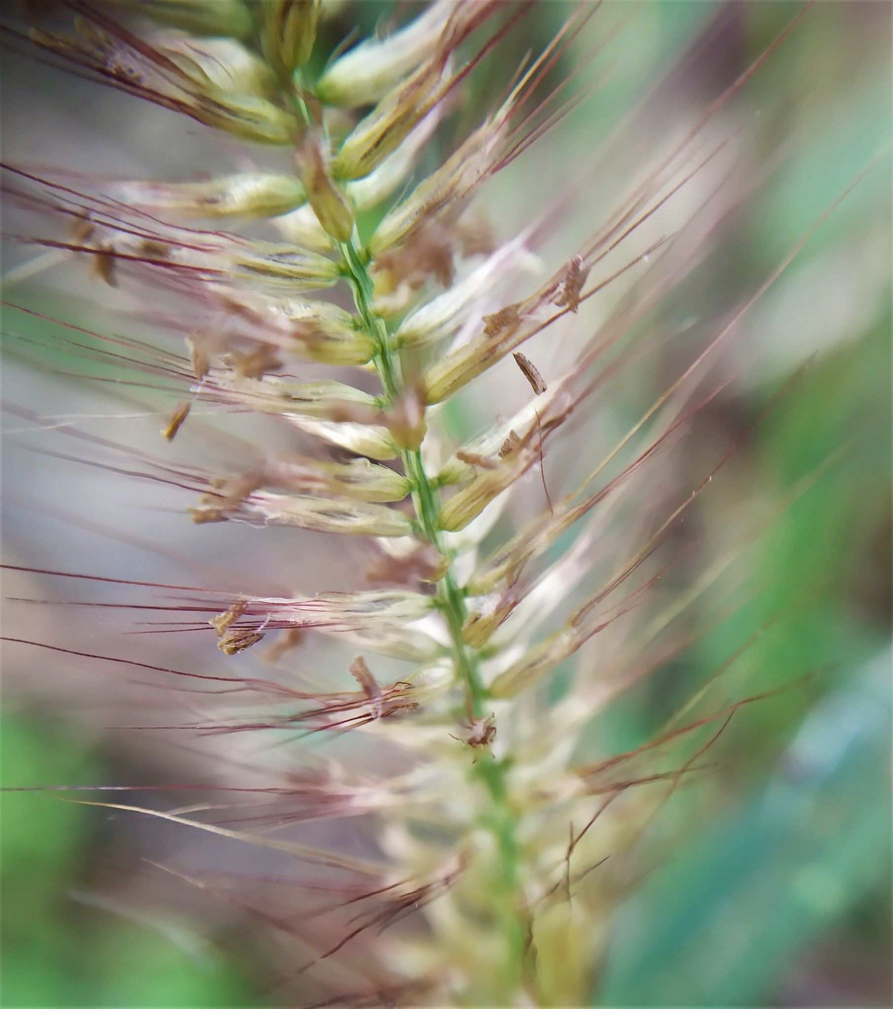 Cenchrus polystachios