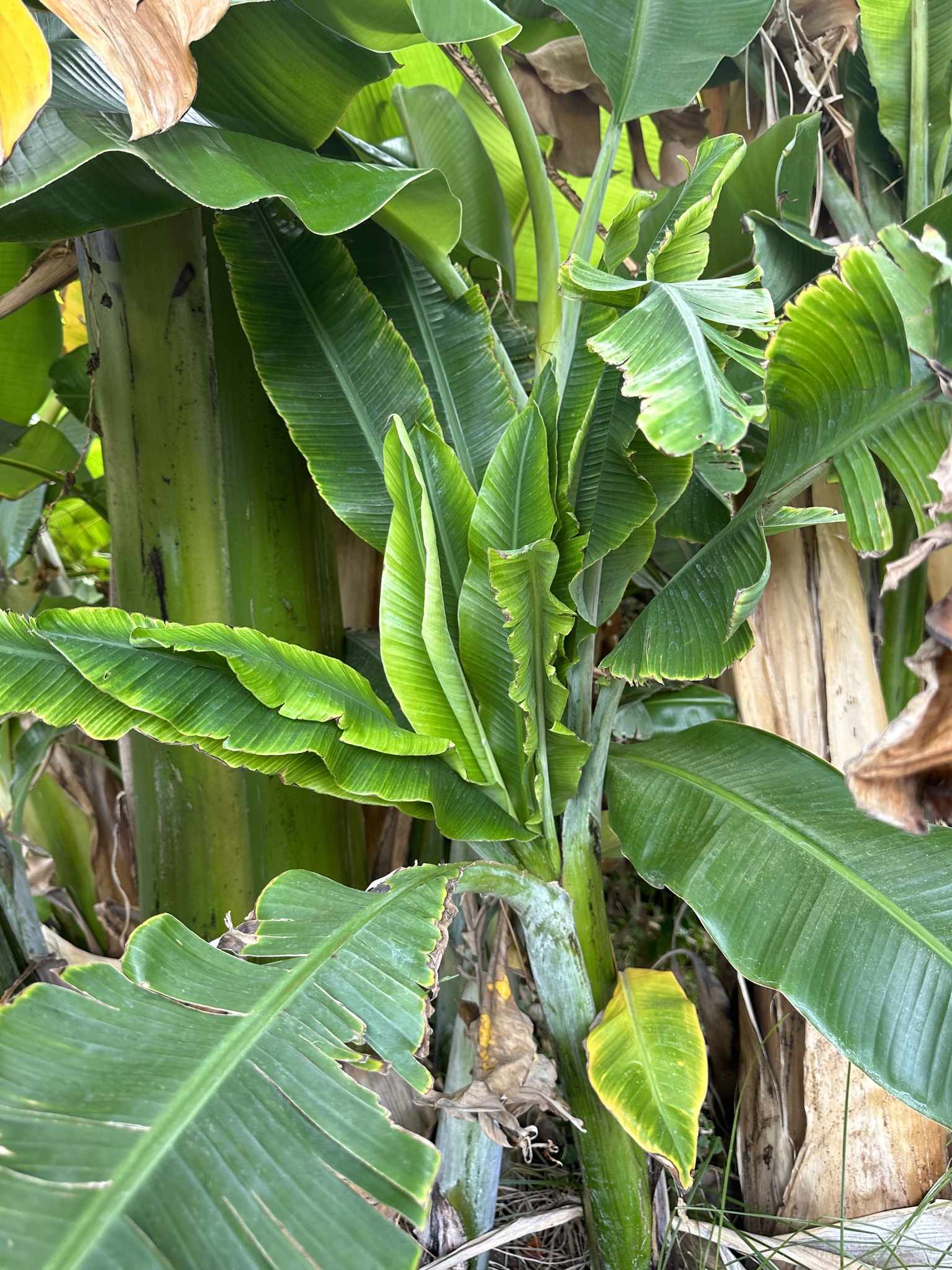 Banana bunchy top virus