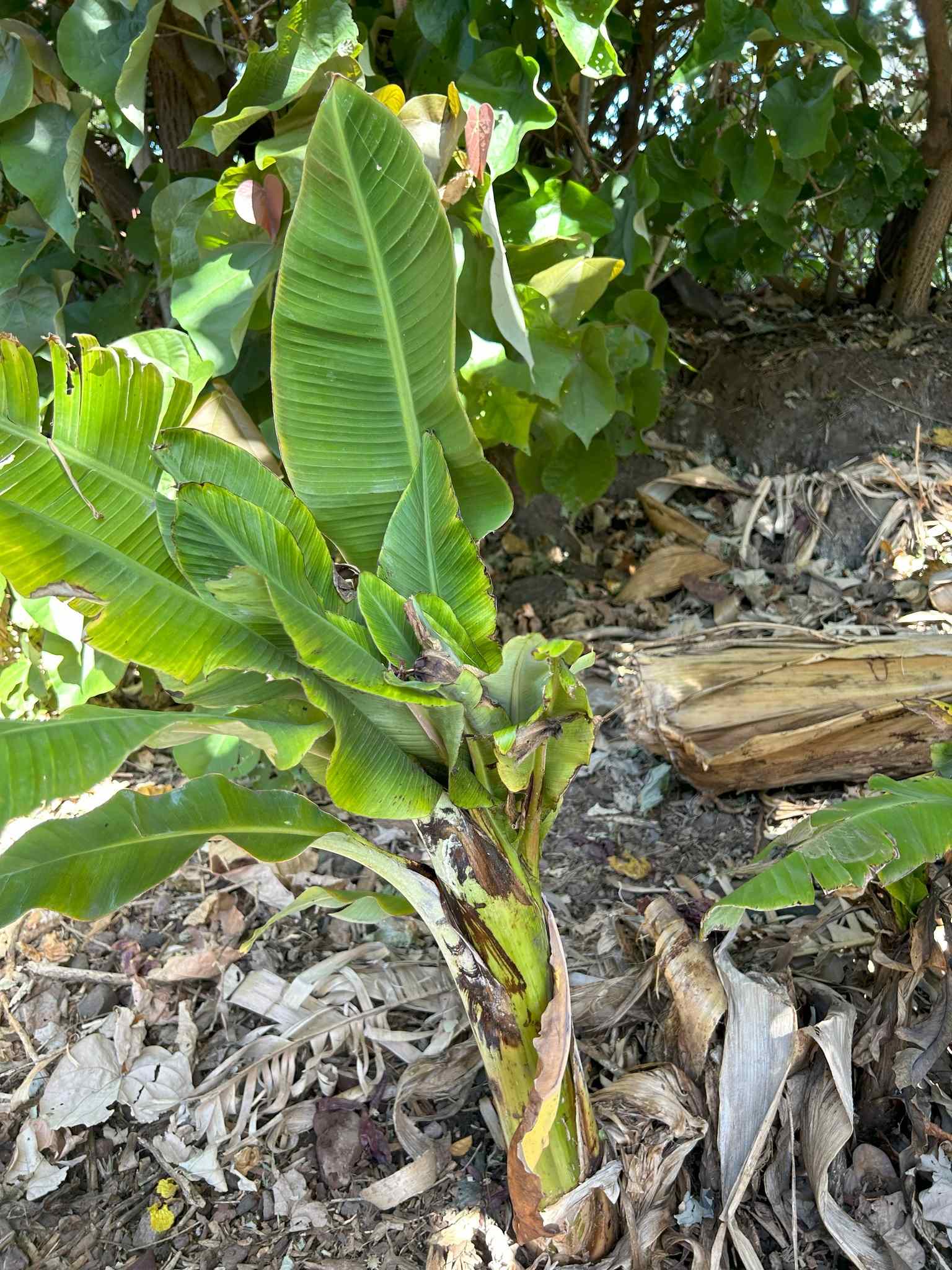 Banana bunchy top virus