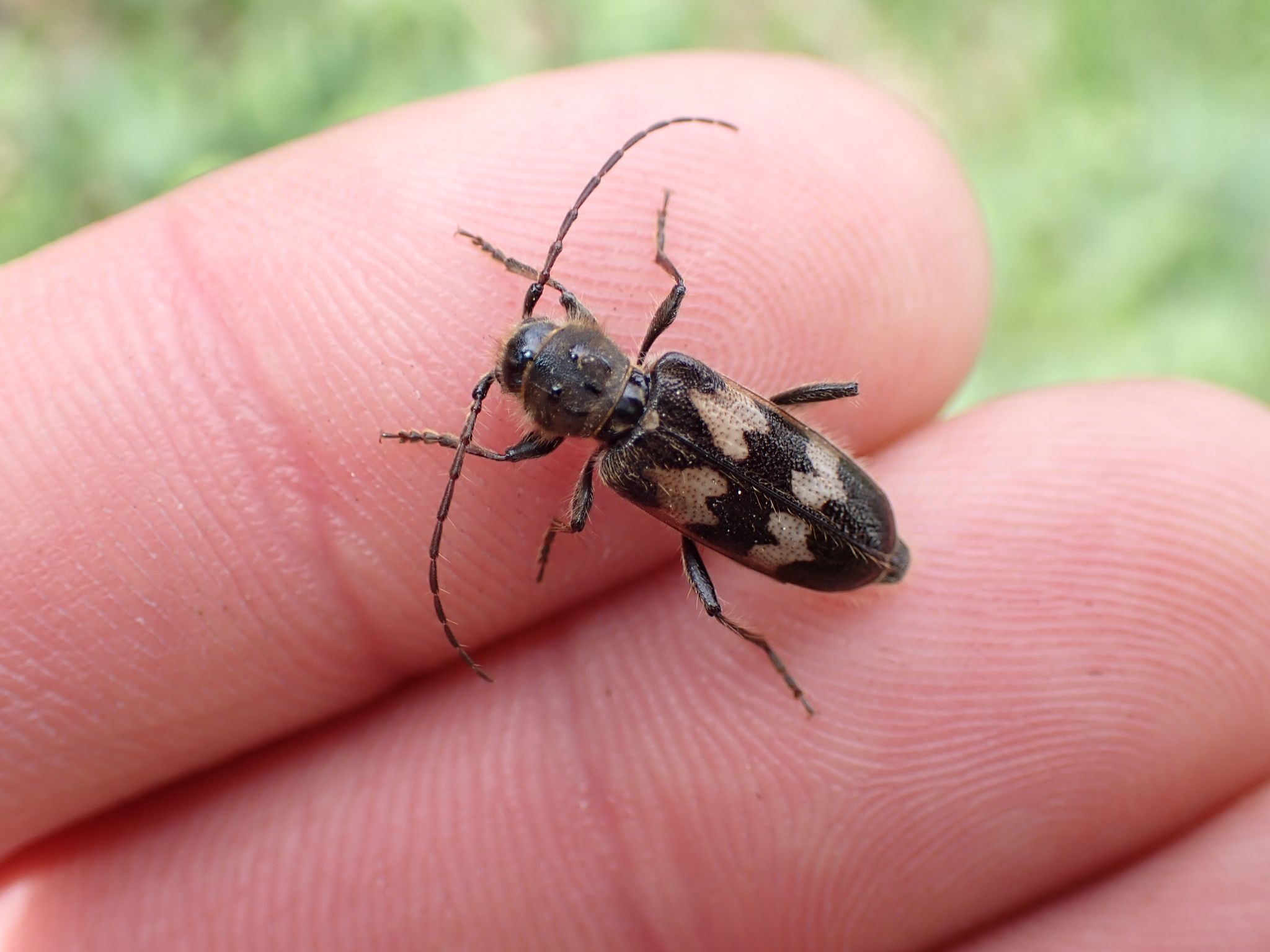 Semanotus undatus
