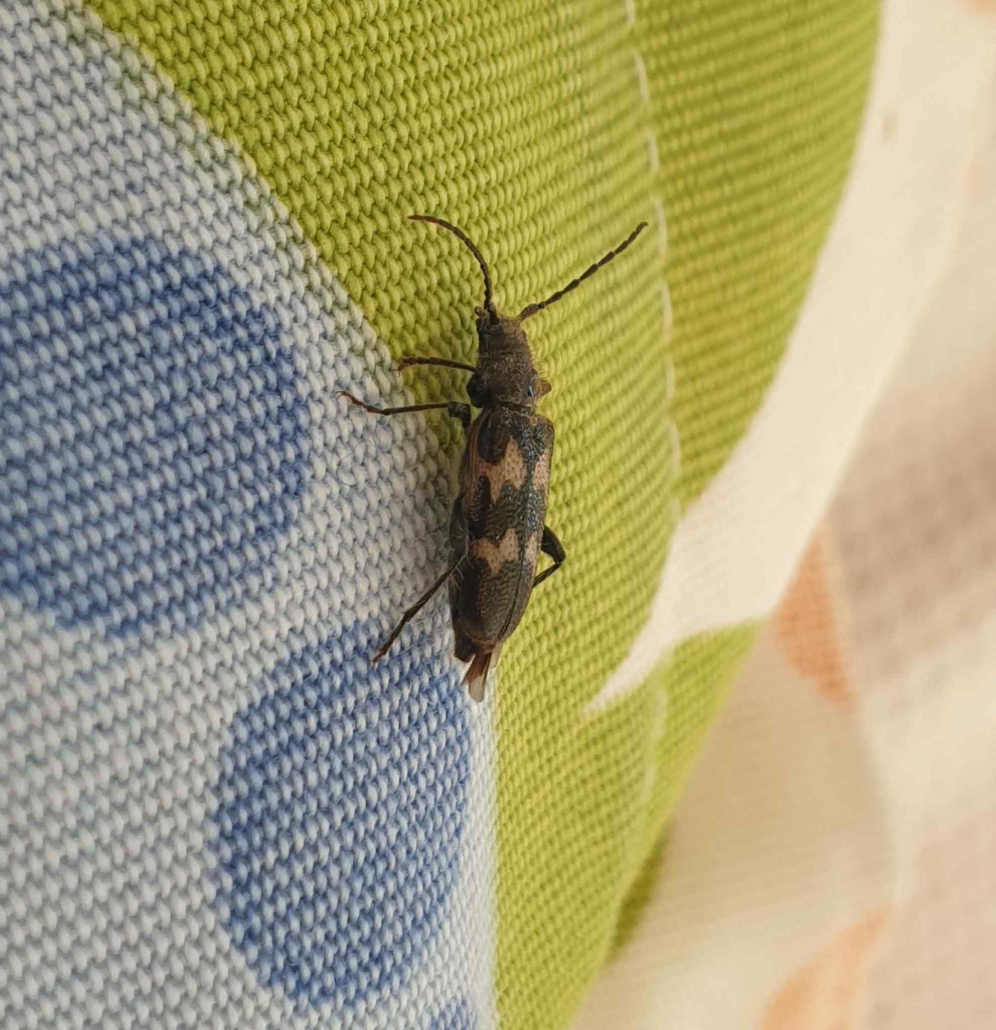 Semanotus undatus