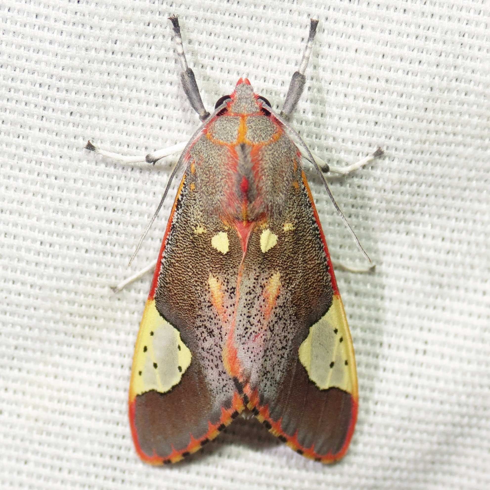 Bertholdia